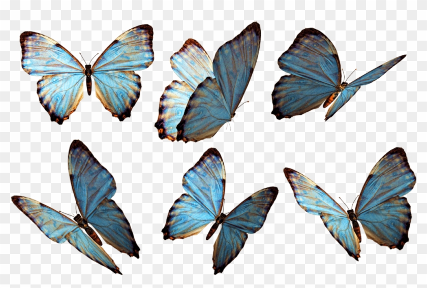 Grupo De Mariposas Azules - Flying Butterfly Png Clipart