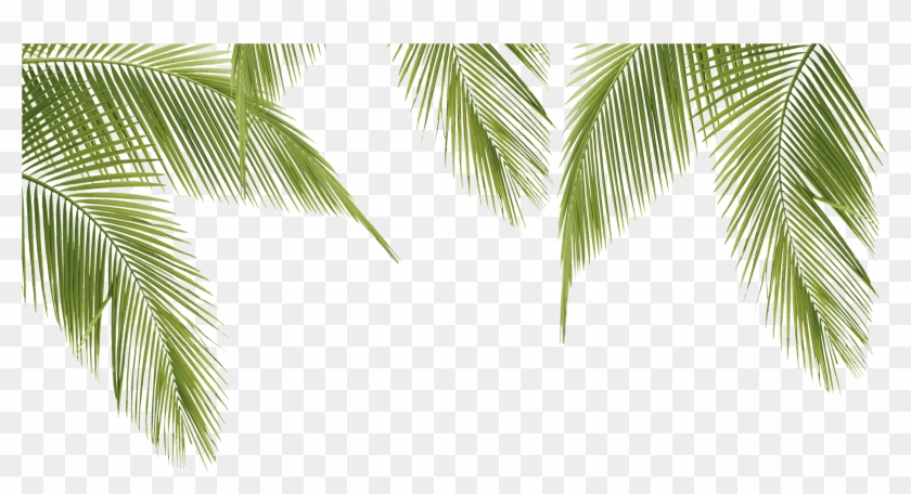 Palm Leaves Png Clipart 232 Pikpng