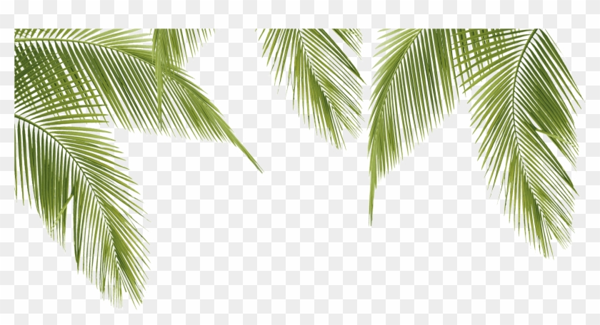 Palm Leaves Png Clipart
