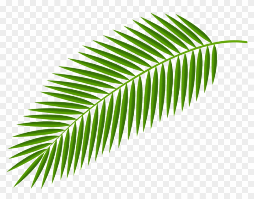 Free Png Download Palm Branch Transparent Clipart Png - Palm Branch #28282