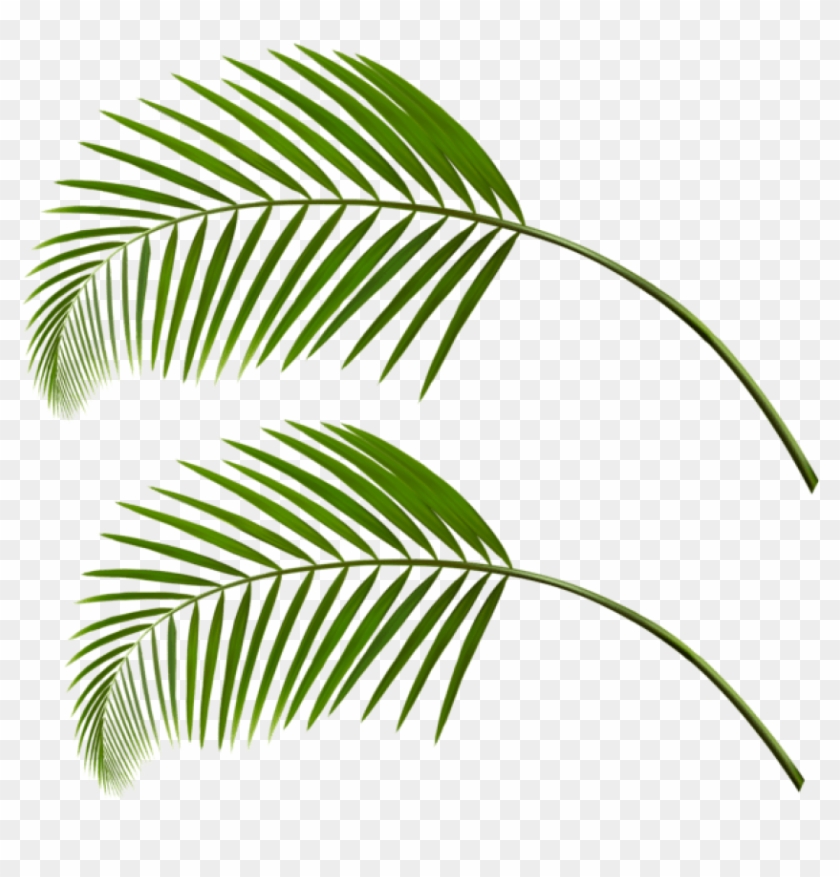 Download Palm Leaves Png Clipart Png Photo - Portable Network Graphics Transparent Png #28375