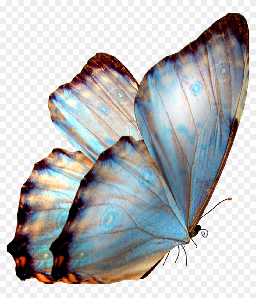 Previous Image - Butterfly Png Clipart #28394