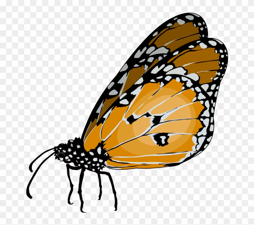 Mariposa Tigre - Mariposas Monarca Png Clipart