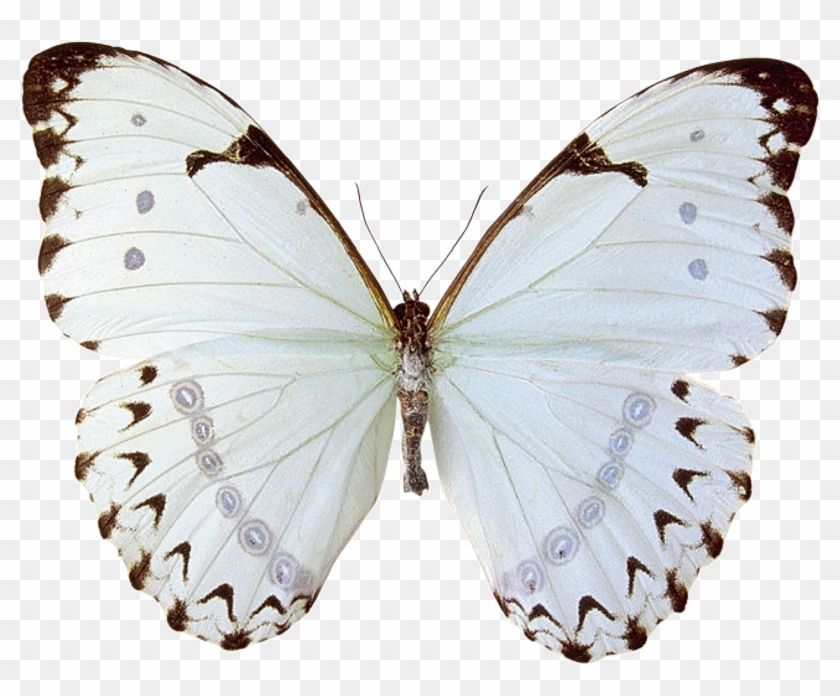 Mariposas Butterfly Clipart #28595