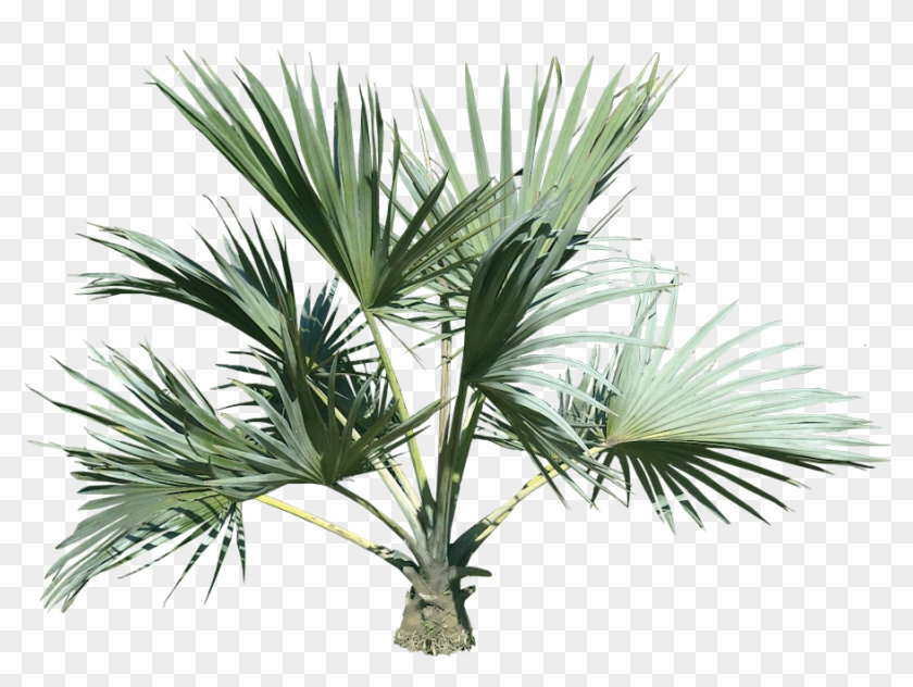 Top Palm Tree - Palm Tree Transparency Png Clipart