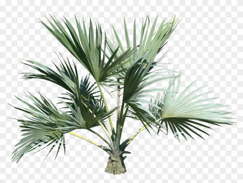 Top Palm Tree - Palm Tree Transparency Png Clipart #28596