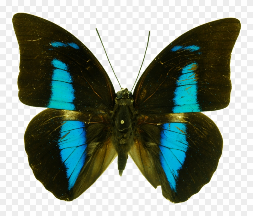 Medium - Borboleta Colorida Em Tons De Azul Clipart