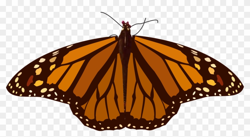 Mariposa 5 Clipart