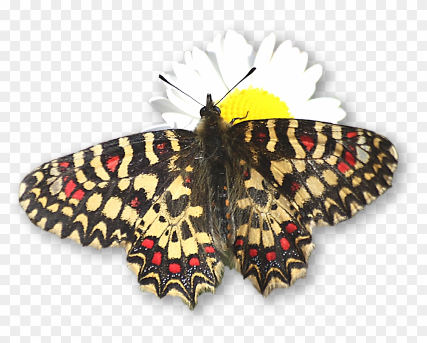 24 Especias Que Se Observan Con Facilidad De Febrero - Papilio Machaon Clipart #28931