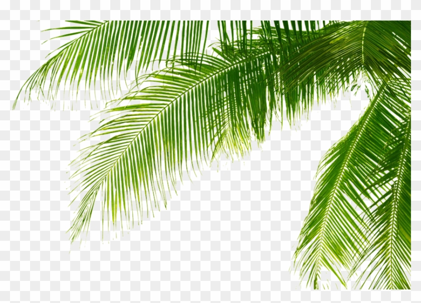 Green Palm Leaves Png Pic - Palm Tree Leaves Png Clipart