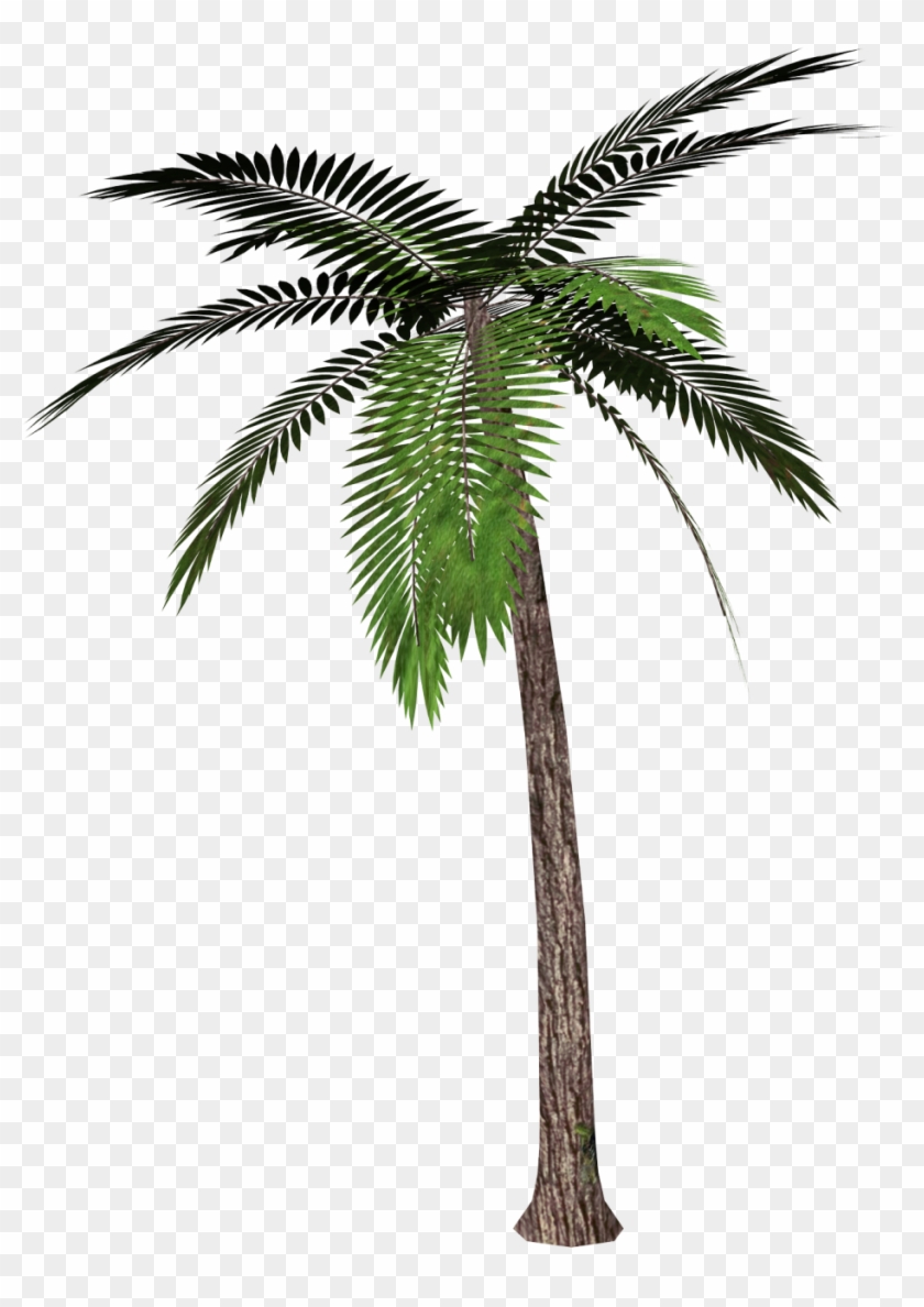 Tree Palm Trees Download Free Image - Palm Tree Transparent Background Clipart #28979