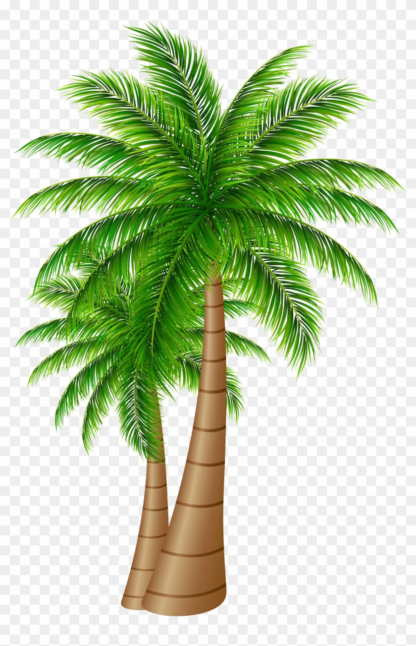 Free Png Download Palm Trees Large Png Images Background - Date Palm Tree Png Clipart #29230