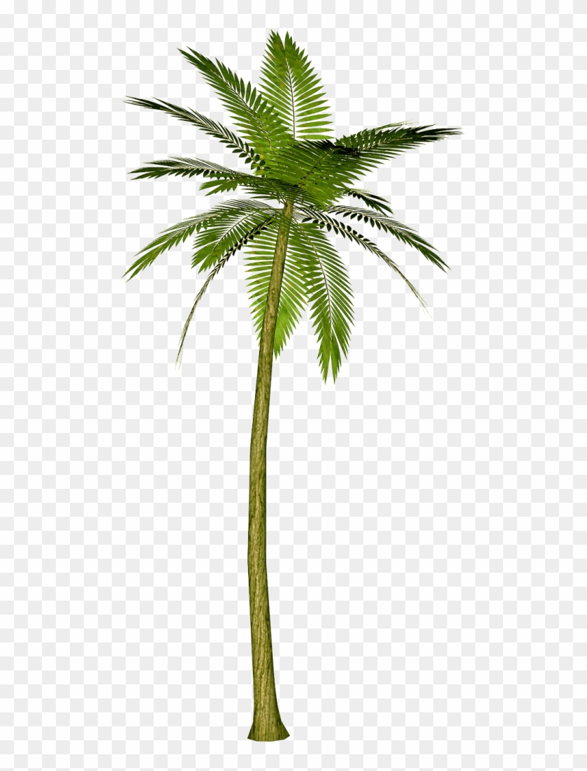 499 X 1024 6 - Transparent Palm Tree Png Clipart