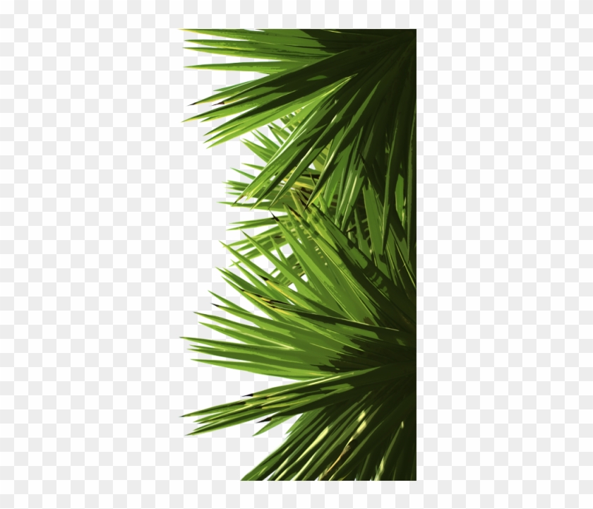 Vector Tree Eps File - Coconut Transparent Leaf Png Clipart