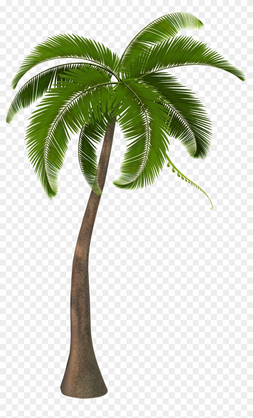 Beautiful Arecaceae Palm Tree Free Frame Clipart - Transparent Coconut Tree Png #29838