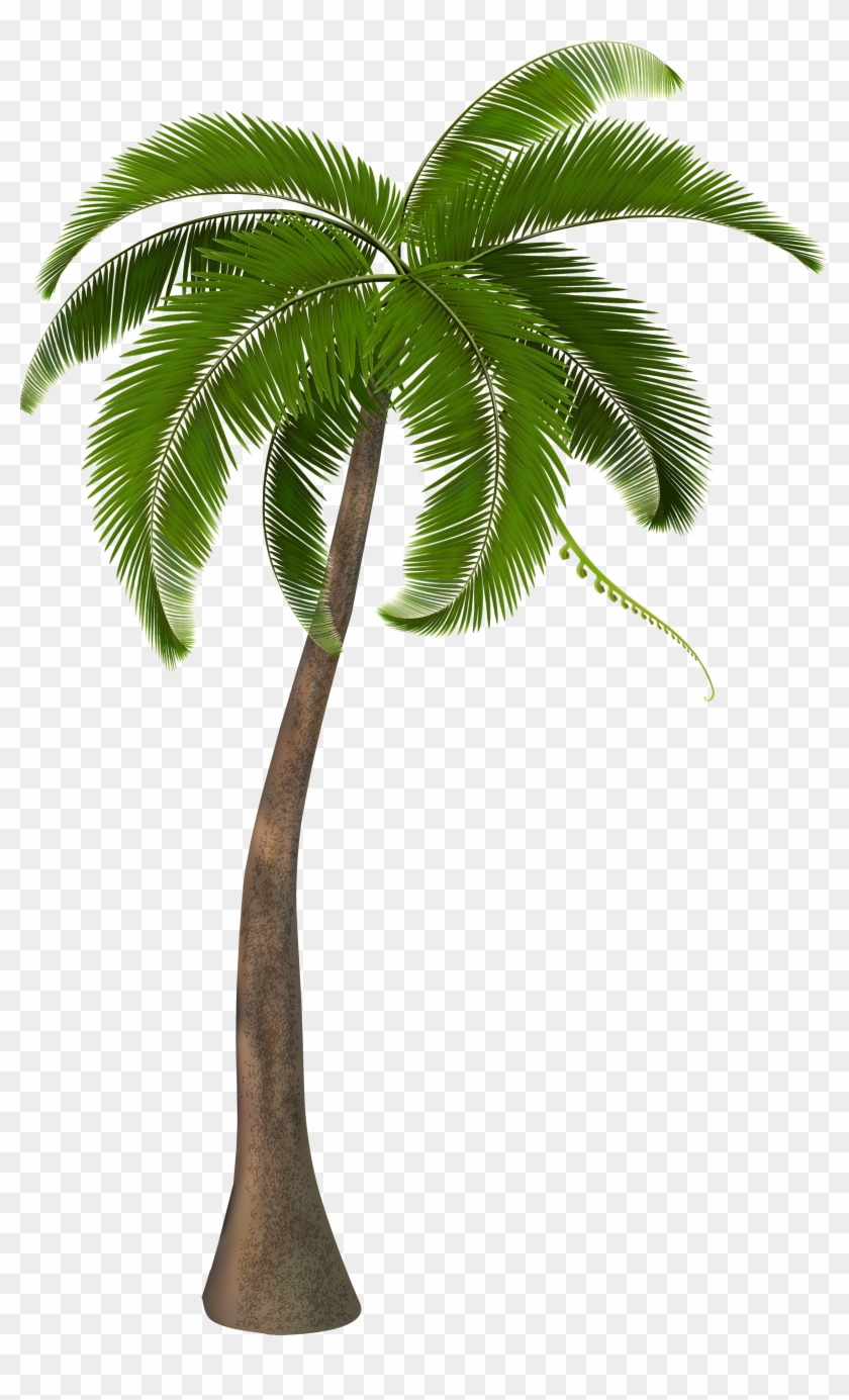 Beautiful Arecaceae Palm Tree Free Frame Clipart - Transparent Coconut Tree Png