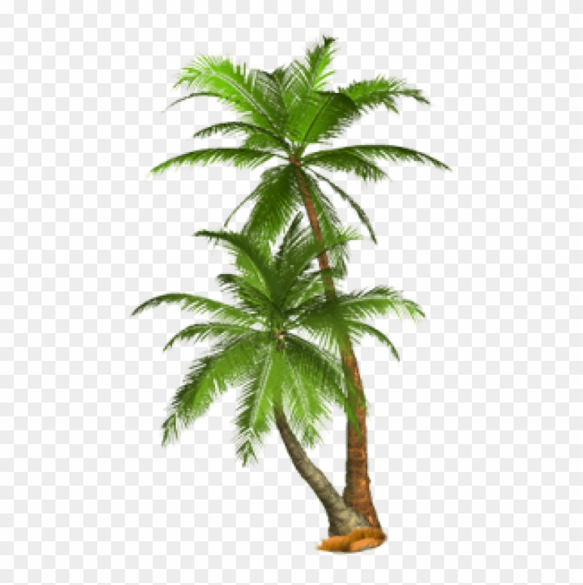 Free Png Palm Tree Png Images Transparent - Palm Trees Transparent Background Clipart #29882
