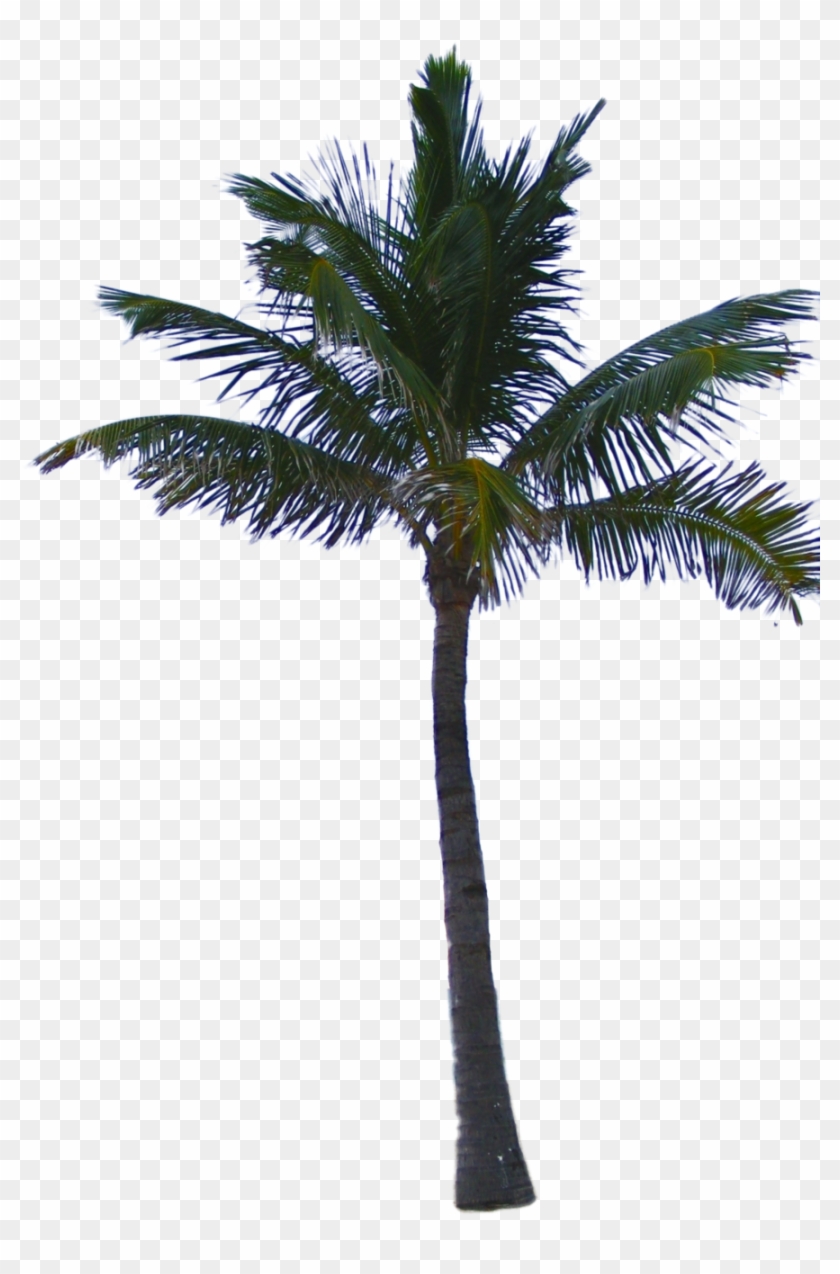 Palm Tree Png - Palm Trees Png Transparent Clipart #29979
