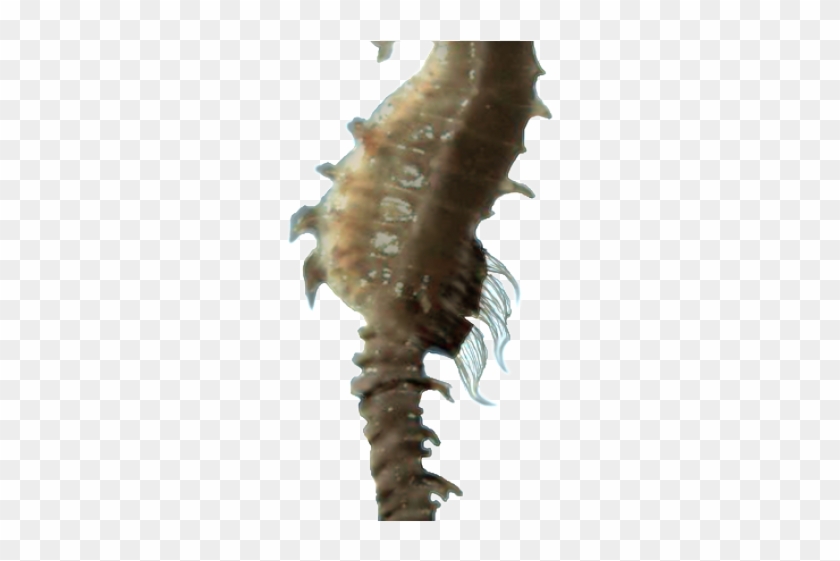 Seahorse Png Transparent Images - Caballo De Mar Fondo Transparente Clipart #200398