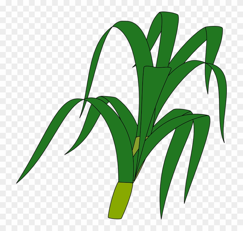 Grass Plant Vector Graphics - Stalk Clipart - Png Download