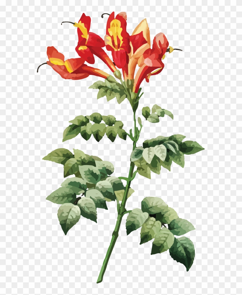 Red Yellow Flower Grass Silhouette - Pierre-joseph Redouté Clipart