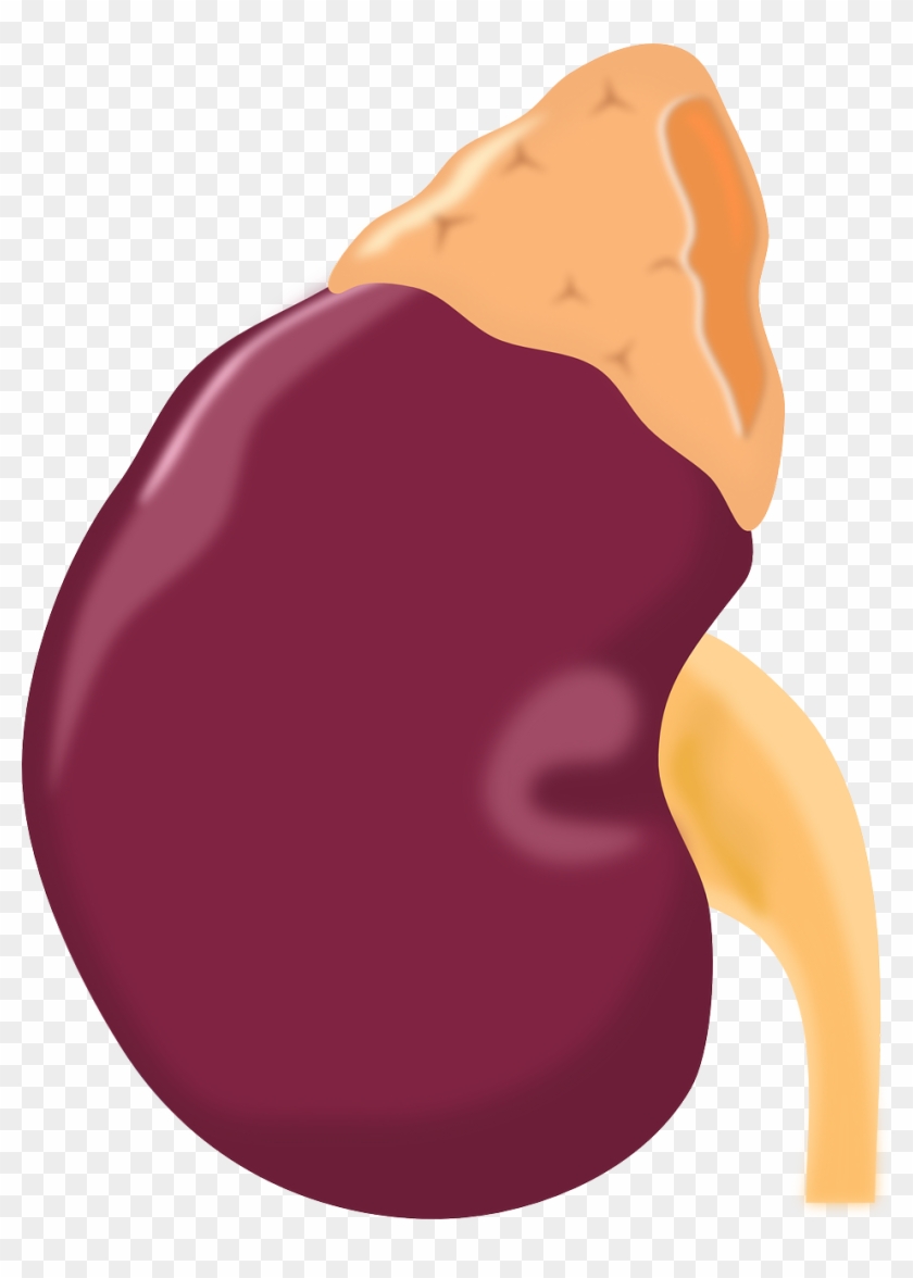 Kidney Disease Or Failure - Adrenal Gland Icon Png Clipart #202159