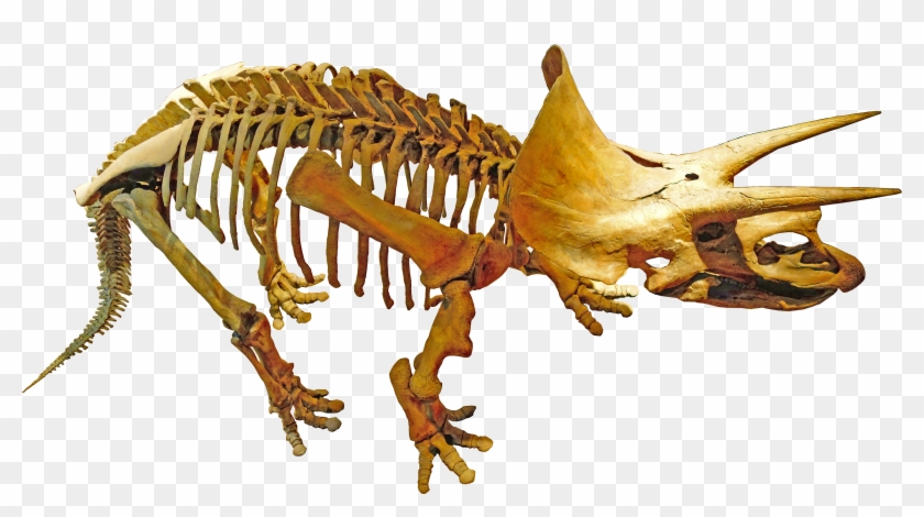 Triceratops Royal Tyrrell - Paleontologia Png Clipart