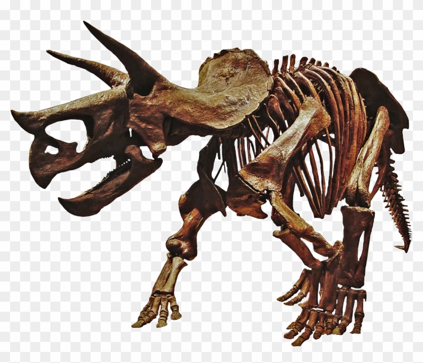 Triceratops Dinosaur Skeleton Png , Png Download Clipart #203687