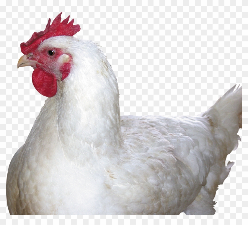 Chicken Png Image - White Hen Png Clipart #205979