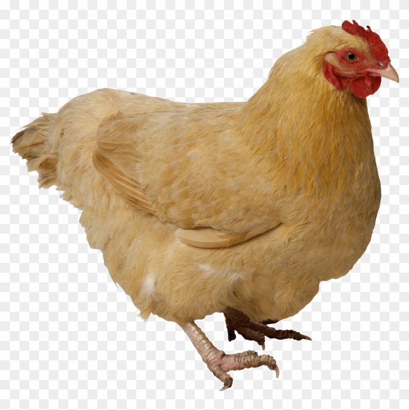 Chicken Png Image - Transparent Chicken Png Clipart