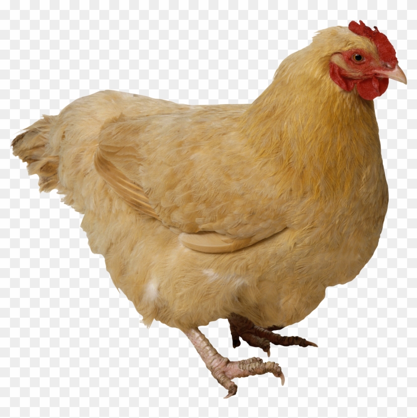 Chicken Png Image - Transparent Chicken Png Clipart #206072