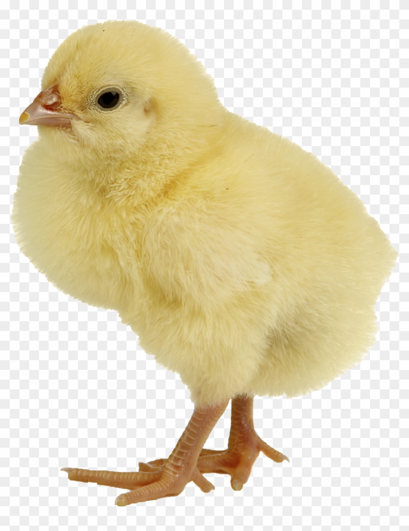 Chickens Png - Png Poule Clipart #206334