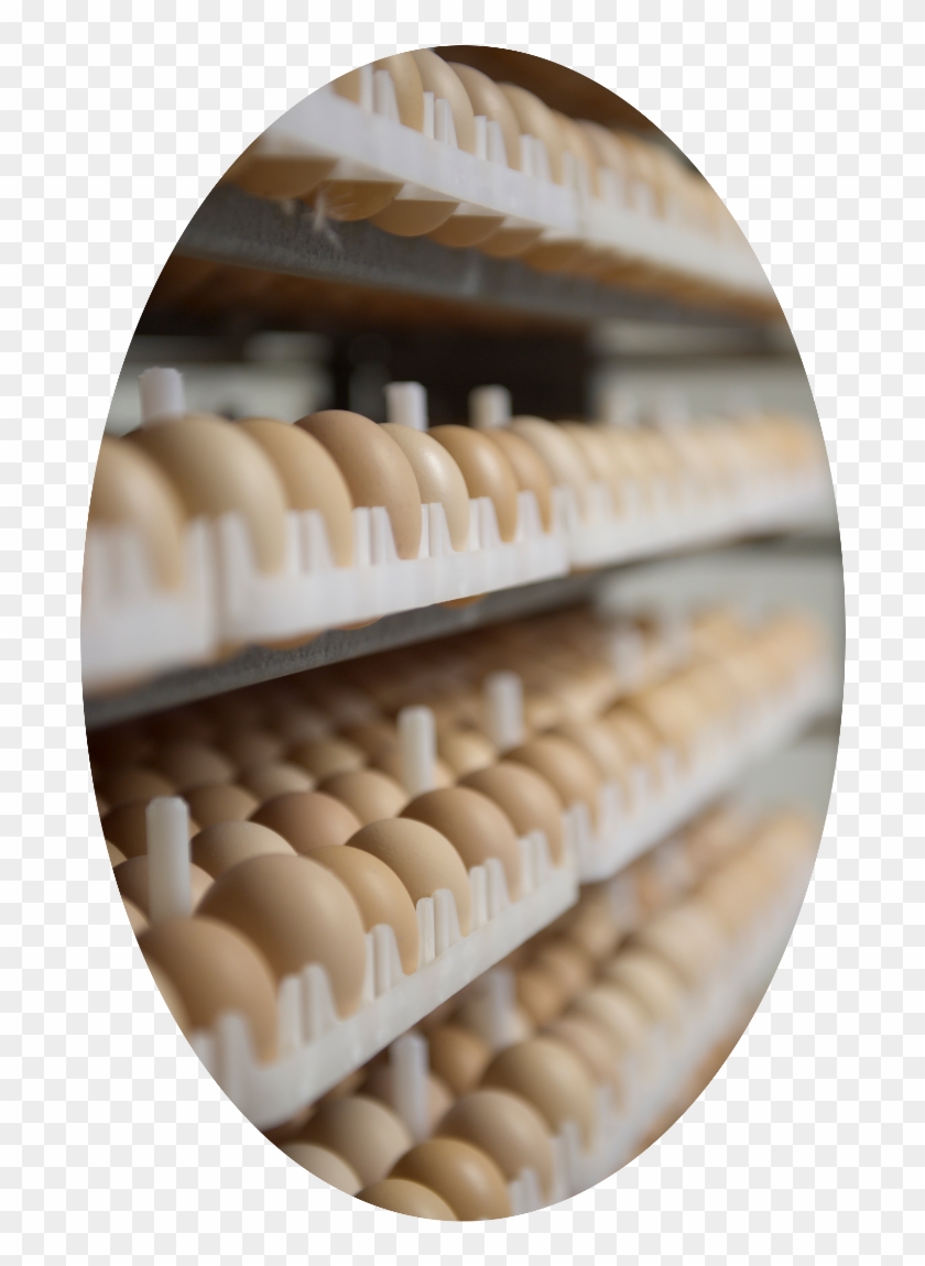 Ontario Broiler Chicken Hatching Egg Producers Association Clipart