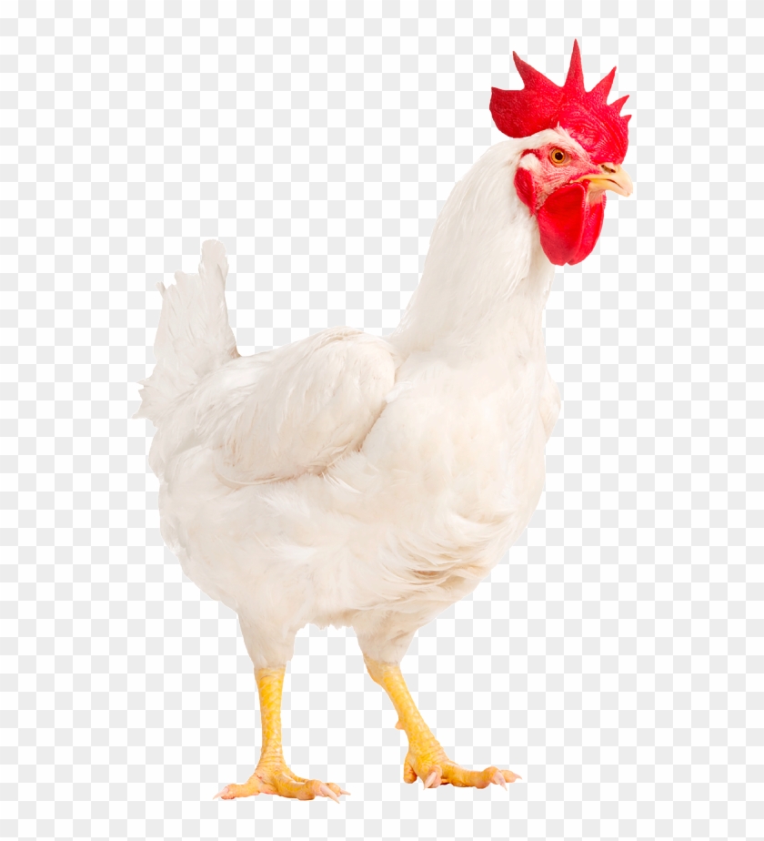Hubbard Conventional M22-no Background - Hubbard Chicken Clipart #206418