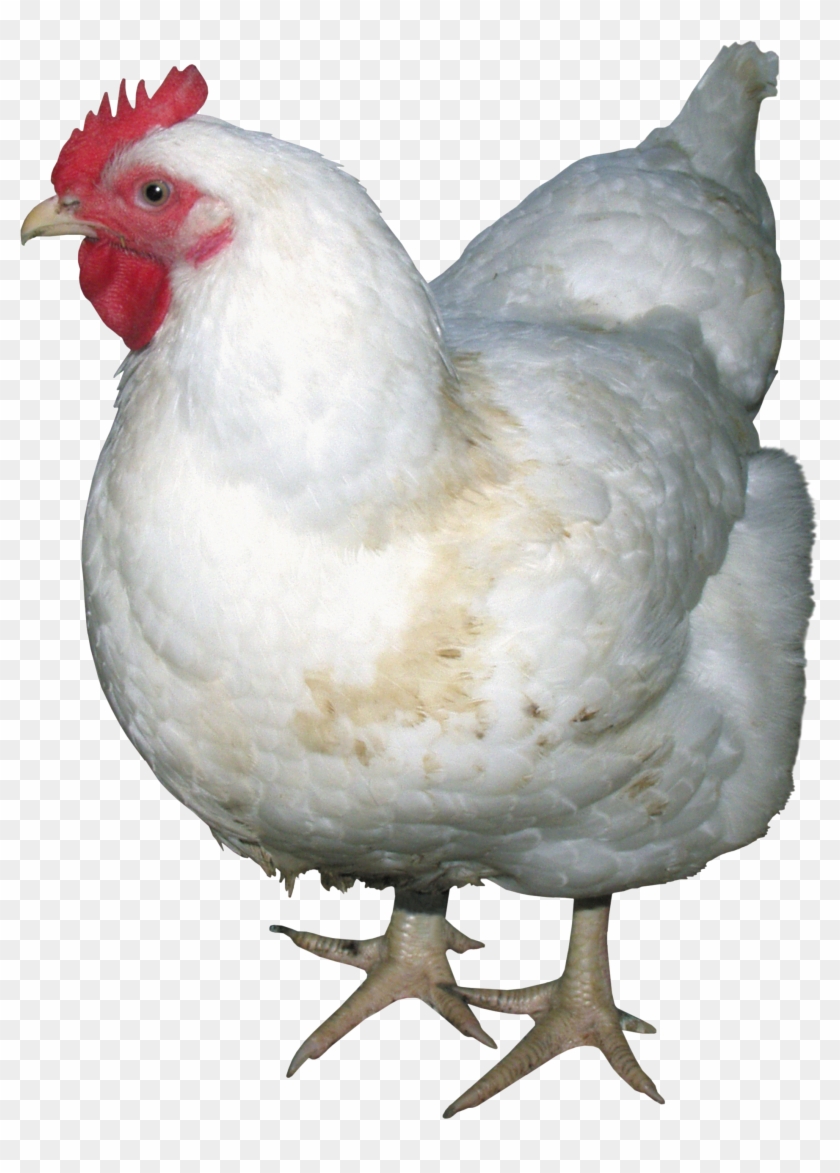 Chicken Png Image - Chicken Png Clipart #206477