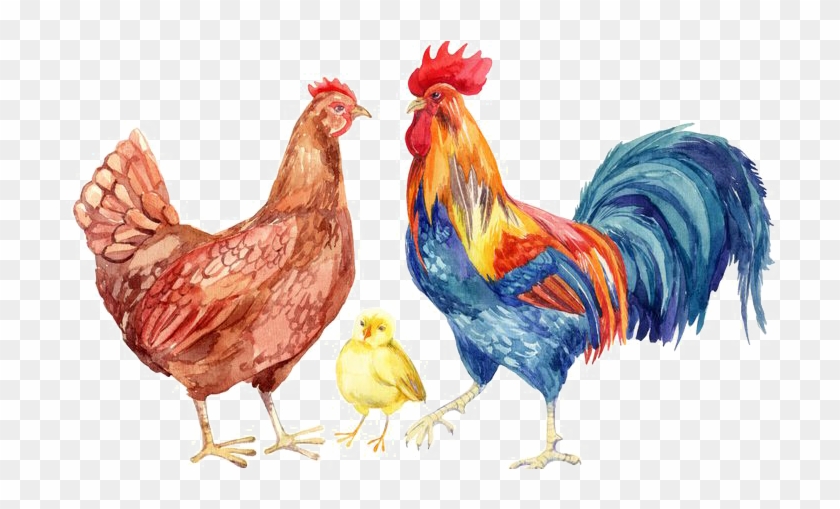 Hen Png Transparent Images - Chicken And Rooster Clipart #206497