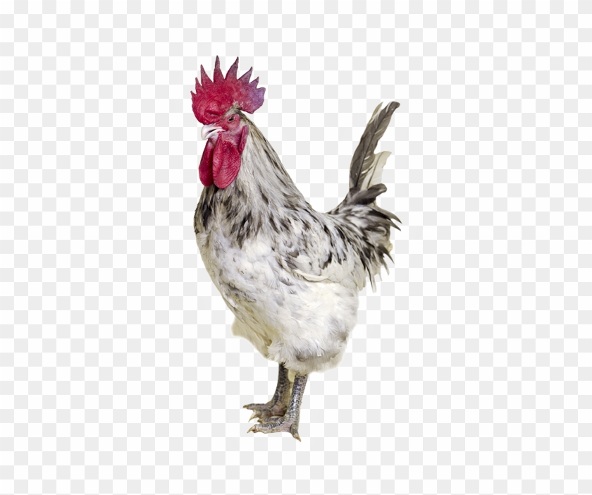 Ash Grey Coloured Rooster - White And Grey Rooster Clipart #206520