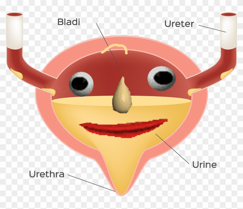 Baldi - Bladder Clipart