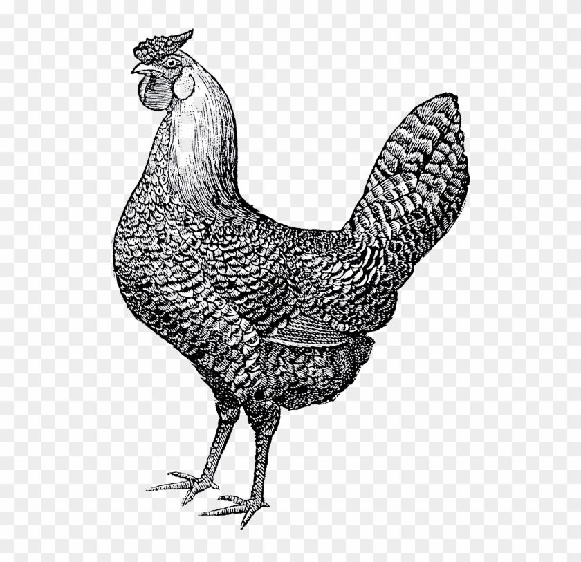 Public Domain Rooster Illustration Clipart #206785