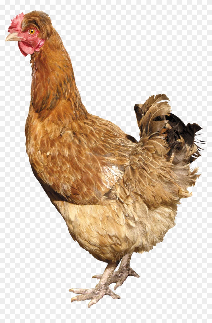 Chicken Png Image - Silkie Chicken Png Clipart #206813