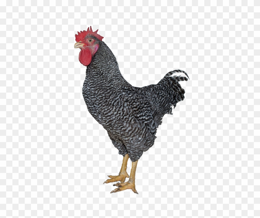 T88 Coloured Rooster - Pollos Grises Clipart #206837
