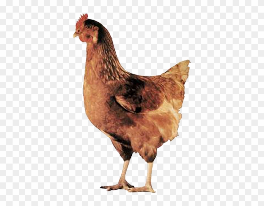 Japfa Brown - Poule Pondeuse Clipart