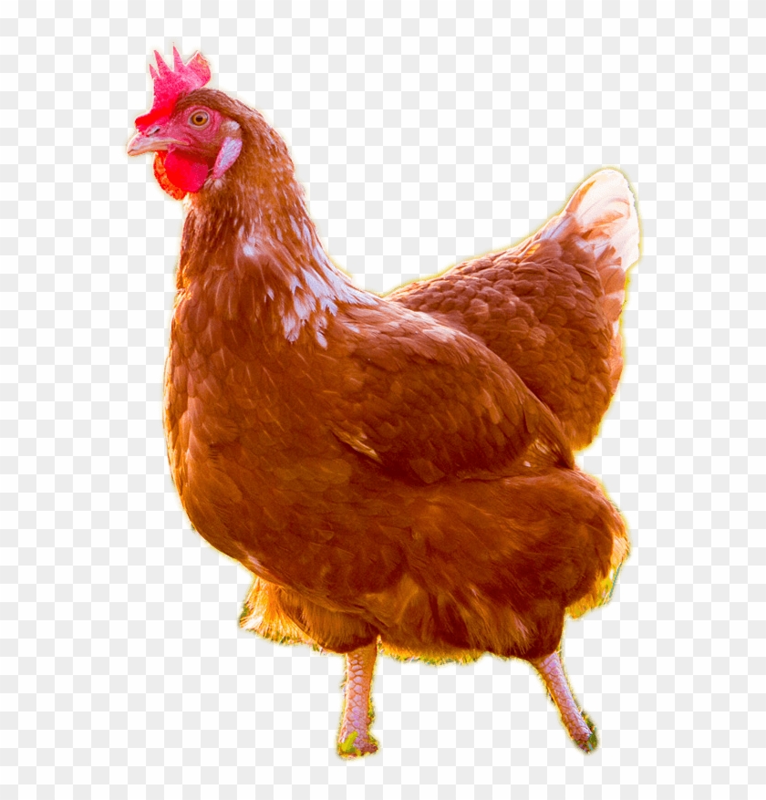 Chickens Png - Live Chicken No Background Clipart