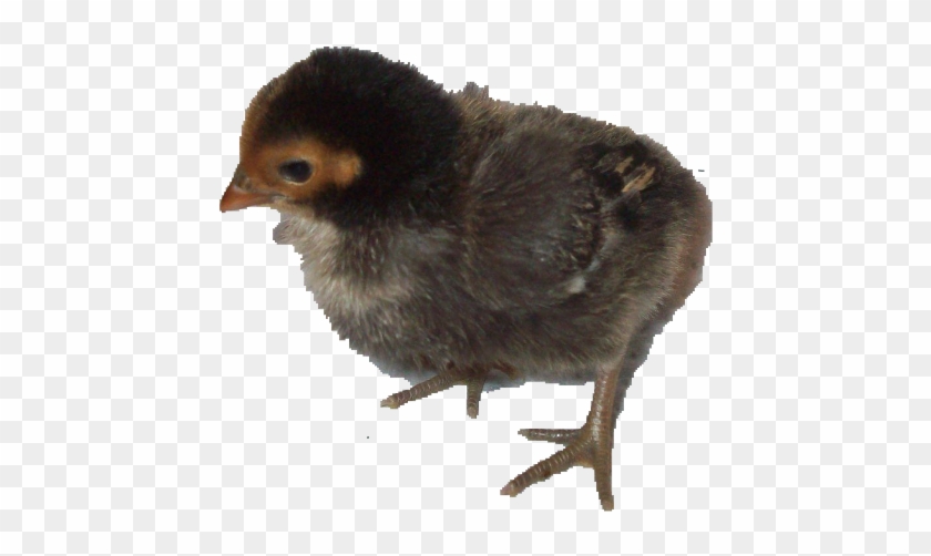 Assorted Bantams Chicks - Flightless Bird Clipart #207271