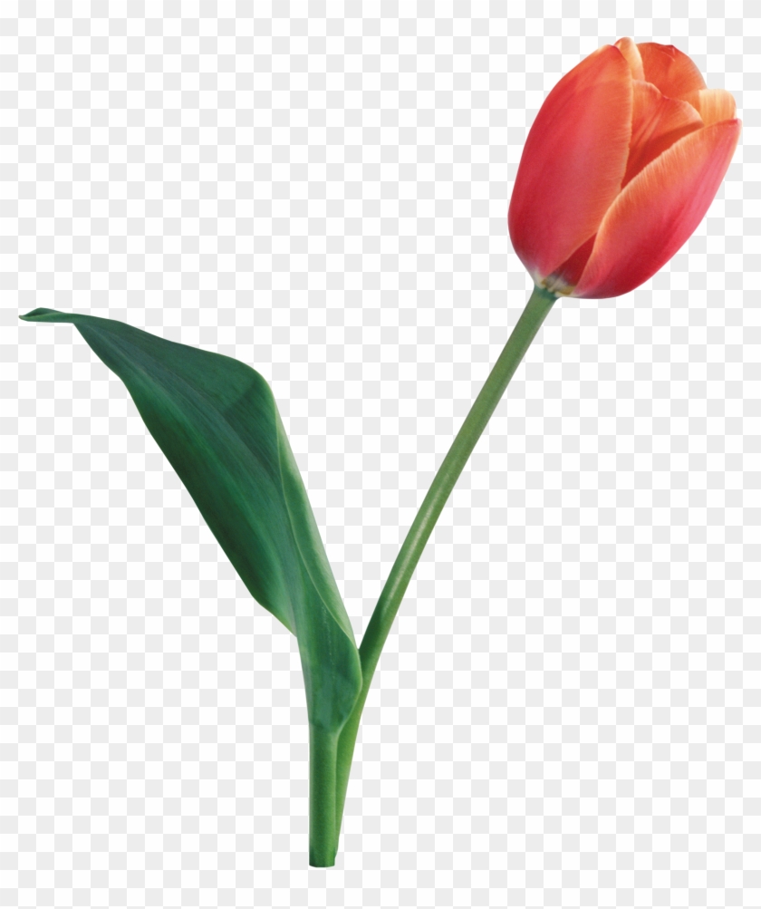 Tulip Transparent Background Clipart #207796