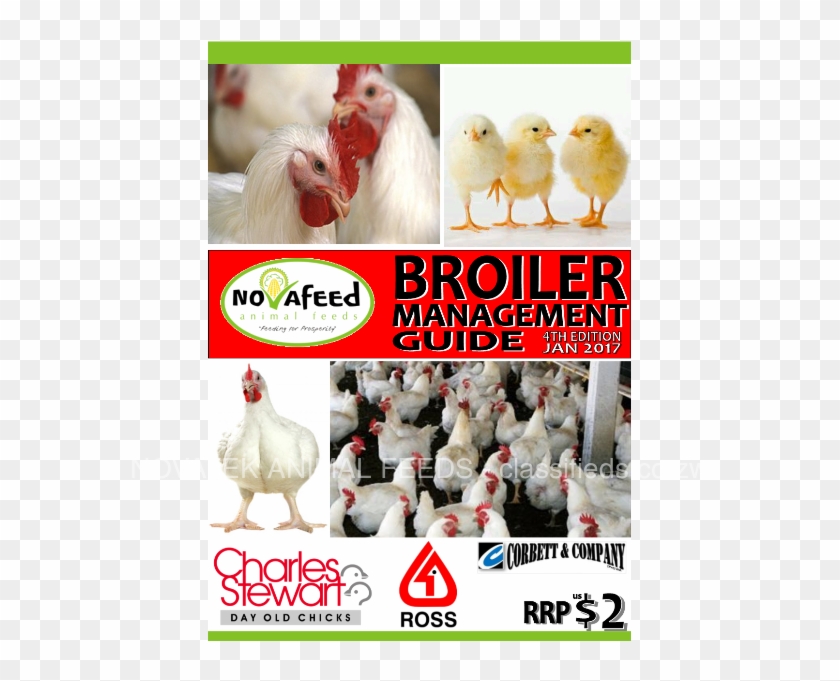 Poultry Clipart #207974