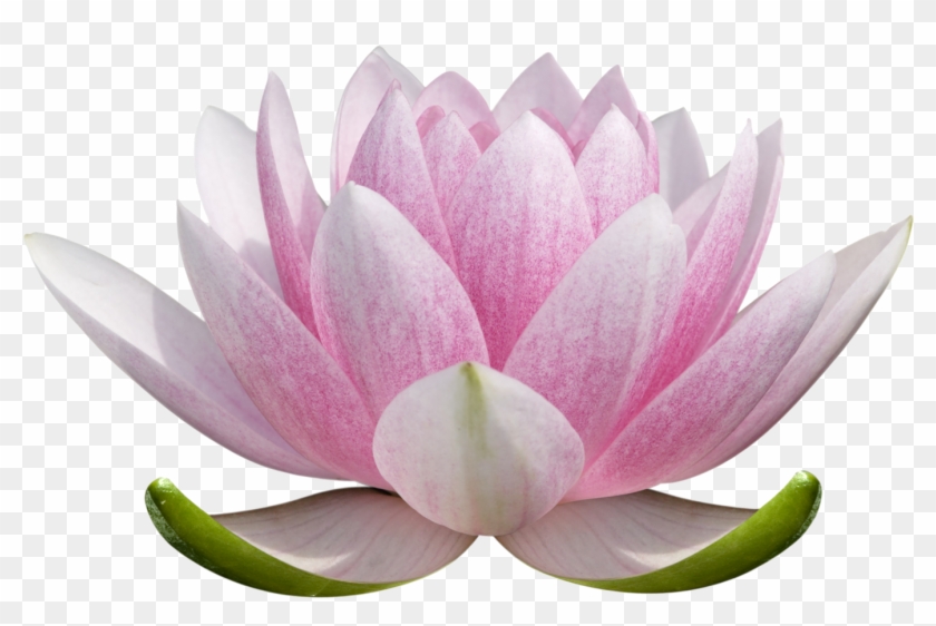 Lotus Flower Png Free - Lotus Flower Drawing Colored Clipart
