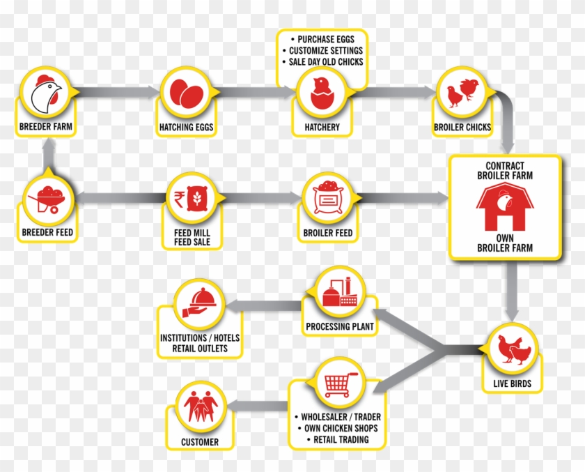 Services - Broiler Poultry Farm Process Clipart