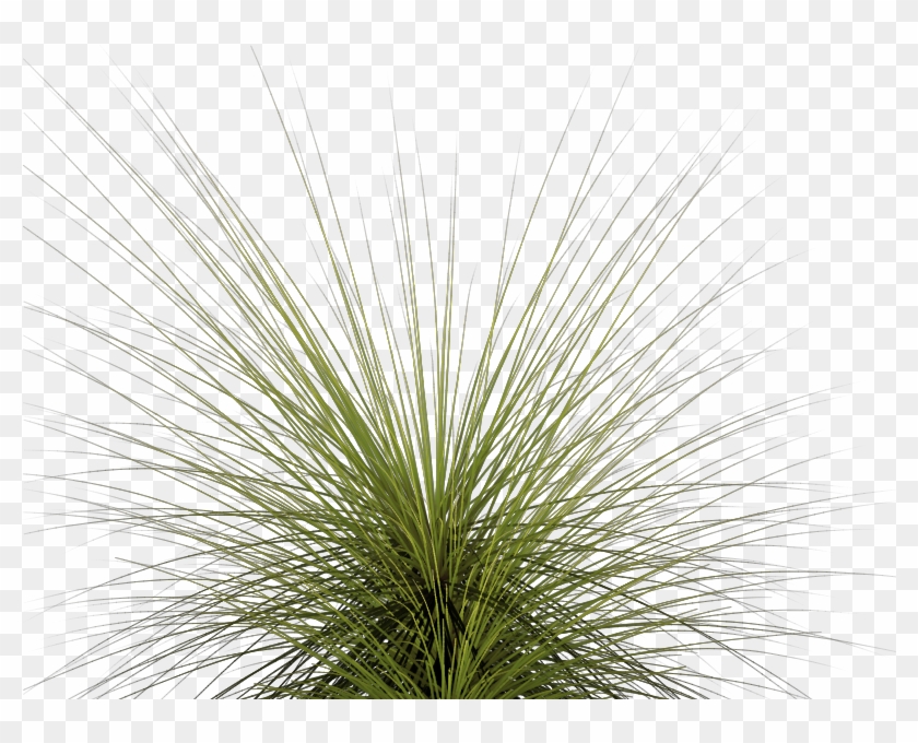 Tall Grass Png - Tall Grass Clipart