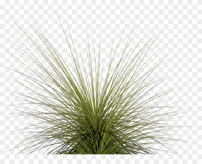 Tall Grass Png - Tall Grass Clipart #208284